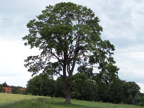 einzeln stehender Ahornbaum Richtung Pfaffendorf