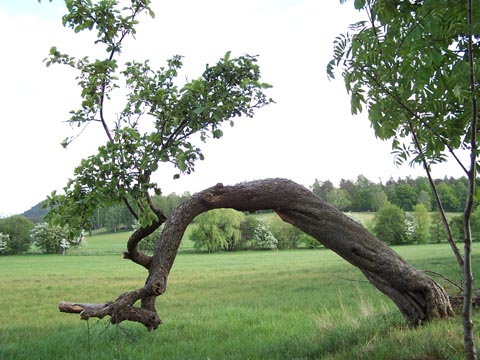 Am Muselweg - ausdauernd schön