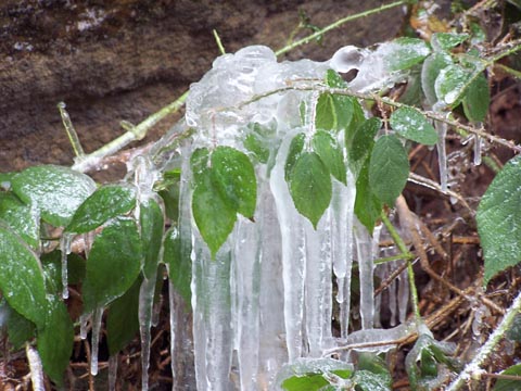 Konserviert bis zum Frühling